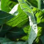 Nivel de acierto: La acelga es una verdura muy rica en nutrientes y de ahí que sea recomendable su consumo a cualquier hora del día. "Aporta vitamina C, que purifica la sangre; tiene un alto contenido en vitamina A, que actúa sobr...