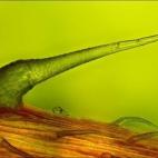 Decimoséptima posición