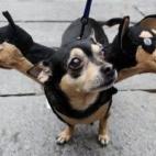 (vía Ruling Cats and Dogs)