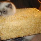 5c8acecb3b000070066c9c46