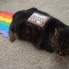 Imitando al gato con más de 86 millones de visitas en YouTube. (vía Reddit)