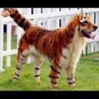 (vía PugVillage.com)