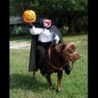 (vía Great White Snark)