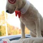 5c8acedb2500000704c9af79