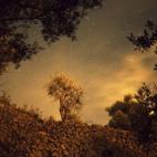 La mallorquina Sierra de la Tramuntana es todo color: una mezcla de colores fríos y cálidos se extienden a lo largo y ancho de la sierra. Pero el reto está en encontrar el oro puro, el dorado de los olivares y su aceite, una de las señas de ...