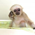 5c8ac792230000d50423b0ec