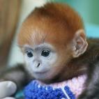 5c8ac792250000520681bb84