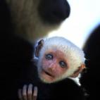 5c8ac795240000f404a3ac37