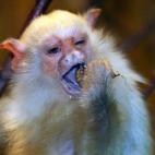 5c8ac796360000a61b6c0e46