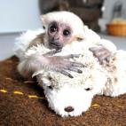 5c8ac7992300005400e72821