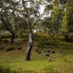 Las dehesas son un ecosistema en el que conviven encinas, alcornoques y quejigos.