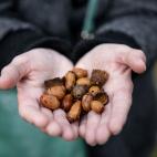 El suelo se llena de bellotas maduras que son fundamentales en la dieta de estos cerdos.