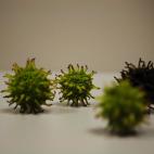 Elena Andres, Virus in the garden (Virus en el jardín).