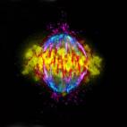 Marcos Malumbres, Mitotic Cell (Célula mitótica).