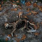 6 noviembre 2012 Un cachorro se detiene ante la carcasa de un perro en Birmania.