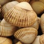 Berberechos al natural (Conserva). Origen: Holanda