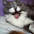 5c8ad4fe3b000002076ca824