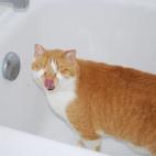 5c8ad5092300005400e74207