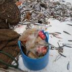 No han aparecido joyas ni perlas y sí hay botellas de plástico, latas y otros residuos.