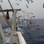 Las gaviotas se hacen cargo del pescado que no sirve. Nada se desperdicia.