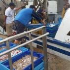 La llegada a puerto es la hora de lucir captura para luego venderla en la lonja...