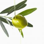 Lo de tomar una cucharadita de aceite para que el alcohol "se disuelva" es otro mito falso. Es mejor combinar cada vaso de alcohol con otro de agua.