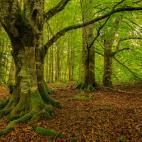 Catalogada como "la selva m&aacute;gica", la publicaci&oacute;n la define como "un prodigioso ecosistema compuesto de hayas abetos en su mayor parte que muestra todas las gamas del verde, hasta que llega el espect&aacute;culo de la oto&ntilde;ad...