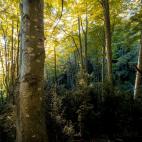 M&aacute;s de 40 conos volc&aacute;nicos y 20 coladas de lava conforman un parque de un "gran valor natural".