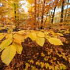 A&ntilde;o de inscripci&oacute;n: 2007 A&ntilde;o de extensi&oacute;n: 2011, 2017