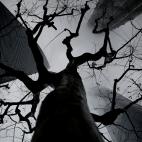 Marzo de 2017. Imagen de un &aacute;rbol entre rascacielos de Shanghai (China).