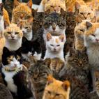 Febrero de 2015. Un grupo de gatos en el puerto de la isla de Aoshima (Jap&oacute;n).