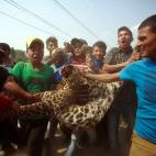 Abril de 2013. Un grupo de hombres carga el cuerpo de un leopardo al que mataron tras merodear por la ciudad de Katmand&uacute; (Nepal).