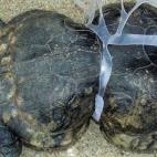 Tortuga atrapada en el plástico vertido al mar.