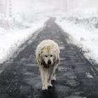 Un perro deambula por una carretera secundaria cercana a la localidad de Casardonsola (Montederramo).