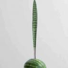 Madera, sandía y acrílico sobre latón cromado. Galería Casa Triángulo