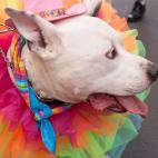 No sólo activistas y miembros de la comunidad LGBT han participado en el desfile del orgullo gay en San Francisco, California, este domingo.