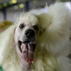 5c8adcb72500000d04c9c734