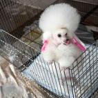 5c8adcbc20000043046fe19b