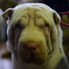 5c8adcbe240000f404a3d266