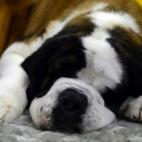 5c8adcbe2500000704c9c740