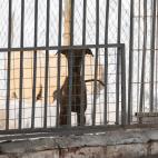 Uno de los cachorros de galgo