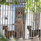 Los cachorros de ACUNR