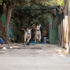 Dos galgos en las instalaciones de Animales con un nuevo rumbo (ACUNR).