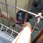 Los perros potencialmente peligrosos (PPP) son los que menos busca la gente a la hora de adoptar. Los cachorros, en cambio, son los que antes encuentran hogar, seg&uacute;n datos de Affinit