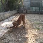 Uno de los cachorros de galgo en ACUNR