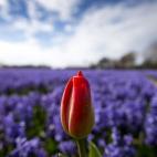 Un tulipán floreciendo el pasado 16 de abril (AP Photo/Peter Dejong)