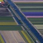 Campos de tulipanes, desde un avión sobrevolando Keukenhof (Holanda). (AP Photo/Peter Dejong)
