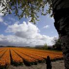 Tulipanes cerca de Lisse, al oeste de los Países Bajos. El turismo repunta en el país durante la Semana Santa, con miles de personas visitando los campos. (AP Photo/Peter Dejong)