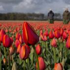 Granjas de tulipanes cerca de Noordwijkerhout, al oeste de Holanda (AP Photo/Peter Dejong)