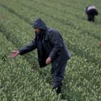 Un hombre recoge tulipanes cerca de Noordwijkerhout (Holanda) (AP Photo/Peter Dejong)